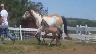 2017 colt - Epic Icon X Spotted Investment