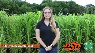 Farm to Fork: Agriculture Forever - 4-H at home