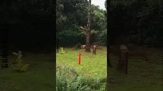 Unexpected Wildlife Encounters 🤯