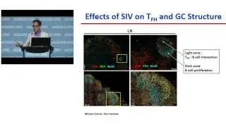 WESY0605 - T- and B-cell interactions in the lymph node as essential drivers of the HIV ...