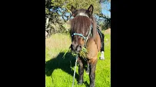 Icelandic Horse - Afari - Lots of Advice Including Bit - Riding Trail Alone -Gaited Horse Training