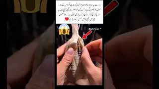 Hidden Beauty by the Will of Allah