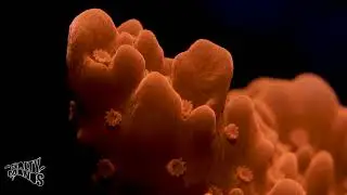 Montipora Setosa Macro