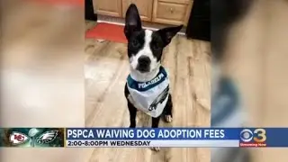 PSPCA to waive adoption fees on dogs later this week