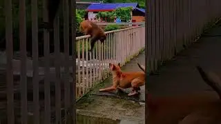 Monkey teasing dog😂🤣fun#comedy#viralreels#monkey#dog#viralvideo#love#trending#fighting #funny#shorts