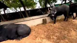🌾🐄🥷🏻🐃🌈😈💫🌇⚡️🌄👥🌞🥺🌾🌾