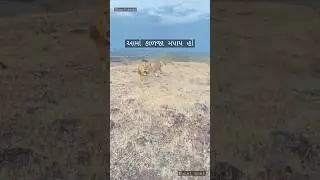 Gir National Park|| jungle safari attack' prey ||#Lion love 💕 you||
