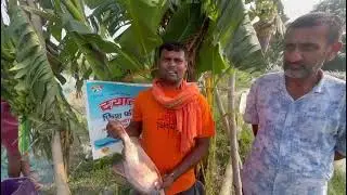 दयाल फिश फिड #fishing Dayal fish feed