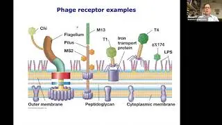 Phage Prophylaxis of Cholera -- Andrew Camilli, PhD, Levy CIMAR