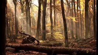 Relaxing fall scenery with light beams shining through the trees! With calming music