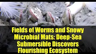 Fields of Worms and Snowy Microbial Mats: Deep-Sea Submersible Discovers Flourishing Ecosystem