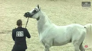 N.212 ASAYEL LEGACY - Athal Arabian Horse Show 2026 - Senior Stallions (Class 6)