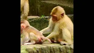 Monkey Shorts 2023/#Funny Videos Monkey #Shorts/ Short Monkeys.