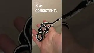 Stay patient, stay wild. 🌿🦎🐍 #reptiles #snake #fishkeepinghobby #insect #terrarium #fyp #viral