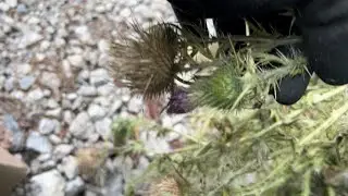 Hack for harvesting bull thistle seeds safely.