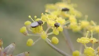 fly (Milichiidae?) courtship behavior 2