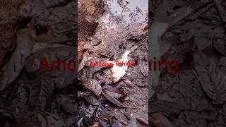 Amazing village cast net fishing video #fishing #trending #funny #fyp  #shorts #short #shortvideo