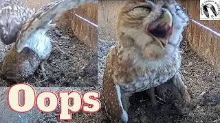 Hilarious Little Owl Falls Asleep While Standing!