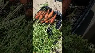 Harvest Carrots from Container! #growvegetables #carrot