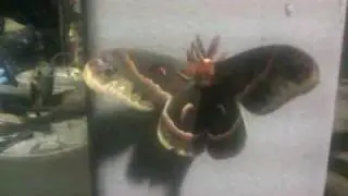 VIDEO0041.mp4