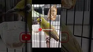 TERAPI PLECI NGERIWIK DAN BUKA PARUH #pleci #kicaumania #terapiburungmacet #terapipleci #burung