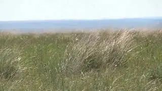 Black mouth cur ladner dog decoying