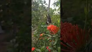 Mesmerizing Slow Motion: Butterfly Gracefully Alighting on Flower 🦋🌸