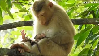 Young Mom Monkey Rose Checking Her Baby Monkey Rex Male Or Female. Rose She Love  Male Baby Monkey!