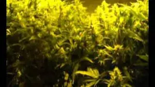 Grow Update: Day 33 MK x MK, Platinum Bubba Kush, Durban Poison, LA OG, Jack Herer 1,2,& 3