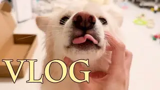 VLOG 쌉초 가좍 첫 브이로그