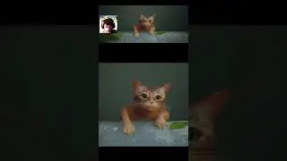 #cat #stray #cutscene #games