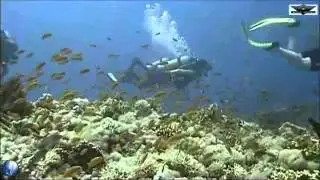 Yolander & Shark reef, including what remains of ships cargo
