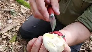 Svamp för alla - Giftchampinjon - Agaricus xanthodermus