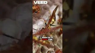 The Battle of the Bugs: Ant vs Wasp Pain Comparison