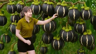 Mangostão ROXO ENORME! | Colheita satisfatória para vender no mercado