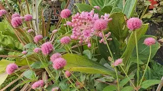 Gomphrena Propagation and Care Tips | Street Shopping | Bamboo Chairs