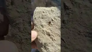 Rare fossil bug and leaf