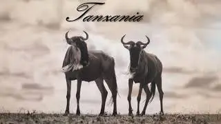 RAE Safaris video 2019