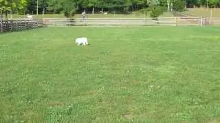 Dogresort Woof D