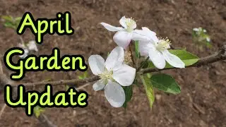 April Backyard Veggie Garden Update 2016