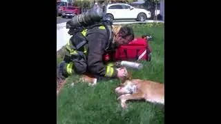 Sala de Emergencias en desastres , Animal rescue Dr Chica