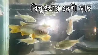 বিলুপ্তপ্রায় দেশী মাছ | একুরিয়ামে পোষা | Explore With Bfine