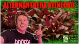 Руководство по уходу за Alternanthera Reineckii. Как легко вырастить Alternanthera Reineckii &mdash; пр...