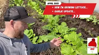 Planting Salad for a Bumper Crop! | Garlic Feeding & First Lettuce Harvest
