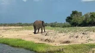 Elephant vs Warthog - Botswana