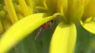 Mystery Webbing on Tansy Ragwort (Senecio jacobaea)