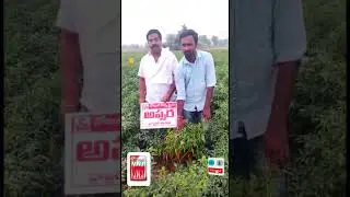 best chilli seeds | chilli plants | Noble apsara | Plants