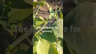 When is the best time to prune your citrus trees for increased fruit yield? #citrus #pruning