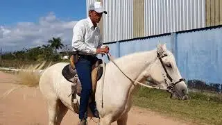 Como tirar medo de potra que assusta com poça de água, buraco e outros I Paulo Mori