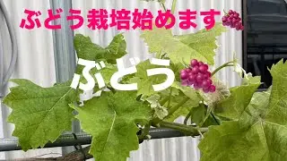 ぶどう栽培スタート（マスカットノアール、マスカサーティン）
